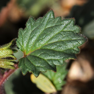 Desert Bluebells has an attractive dark green leaf with semi-rounded of ovate petals. The leaves are glandular with toothed margins and fine hairs. Phacelia campanularia